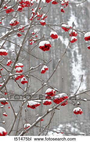 Rowan Tree in winter View Large Photo Image Stock Image - Rowan Tree in winter. Fotosearch