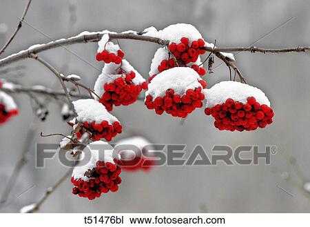 Rowan Tree in winter View Large Photo Image Stock Image - Rowan Tree in winter. Fotosearch