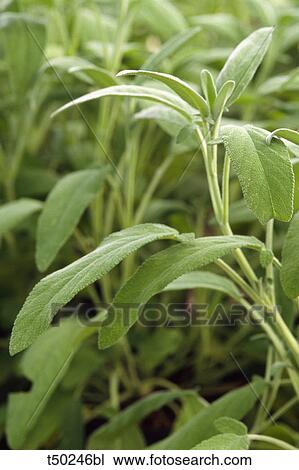 Sage leaves View Large Photo Image Stock Image - Sage leaves. Fotosearch