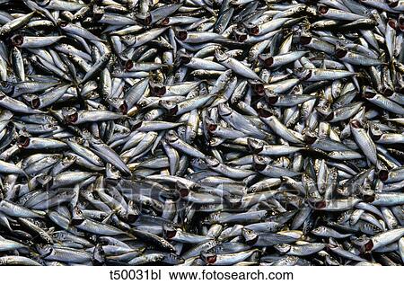Stock Image - Sardines. Fotosearch