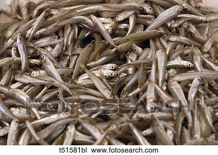 Sardines View Large Photo Image Stock Image - Sardines. Fotosearch