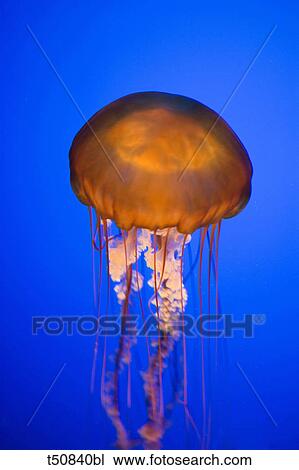 Stock Image - Sea Nettle Jellyfish Monterey Aquarium California (Chrysaora fuscescens). Fotosearch