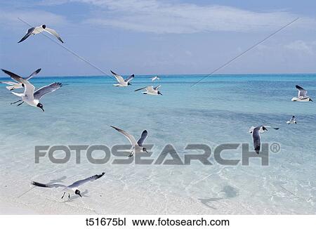 Seagulls in Los Roques, Venezuela View Large Photo Image Stock Image - Seagulls in Los Roques, Venezuela. Fotosearch