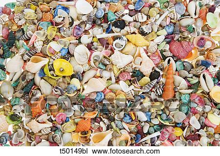 Shells View Large Photo Image Stock Image - Shells. Fotosearch