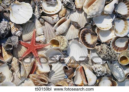 Shells View Large Photo Image Stock Image - Shells. Fotosearch