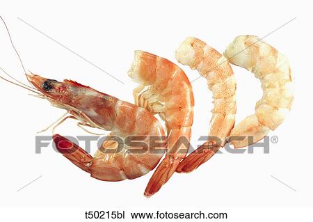 Shrimps View Large Photo Image Stock Image - Shrimps. Fotosearch