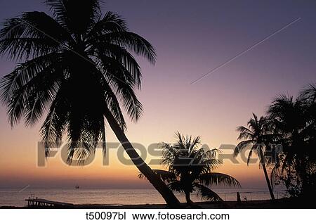 Silhouette Of Palm Tree At Sunset View Large Photo Image Stock Image - Silhouette Of Palm Tree At Sunset. Fotosearch