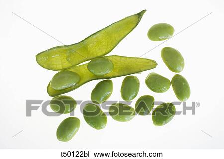 Soya beans View Large Photo Image Stock Image - Soya beans. Fotosearch