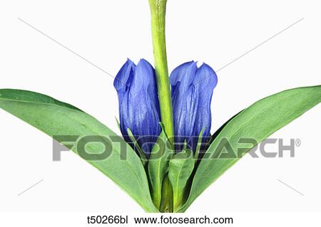 Stemless Gentian View Large Photo Image Stock Image - Stemless Gentian. Fotosearch