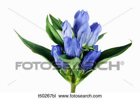 Stemless Gentian View Large Photo Image Stock Image - Stemless Gentian. Fotosearch
