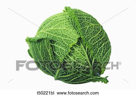 Still life of a savoy cabbage View Large Photo Image Stock Image - Still life of a savoy cabbage. Fotosearch