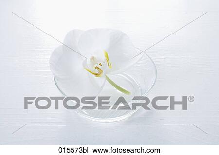 Stock Image - still life of orchid blossom in glassbowl. Fotosearch