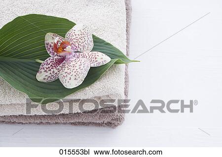 still life of orchid lying on flower View Large Photo Image Stock Image - still life of orchid lying on flower. Fotosearch
