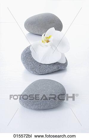 still life of three grey pebbles and orchid View Large Photo Image Stock Image - still life of three grey pebbles and orchid. Fotosearch
