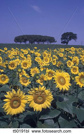 Sunflower field View Large Photo Image Stock Image - Sunflower field. Fotosearch