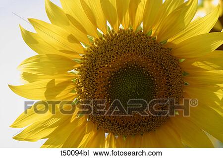 Sunflower View Large Photo Image Stock Image - Sunflower. Fotosearch