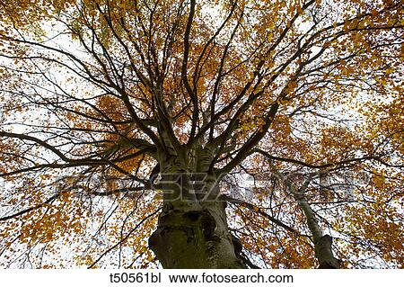 Tall tree in autumn View Large Photo Image Stock Image - Tall tree in autumn. Fotosearch