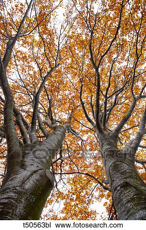 Tall trees in autumn View Large Photo Image Stock Image - Tall trees in autumn. Fotosearch