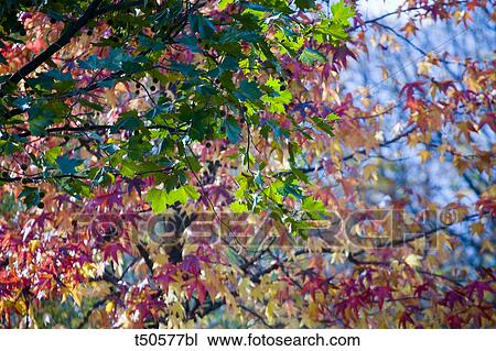 Trees in autumn View Large Photo Image Stock Image - Trees in autumn. Fotosearch