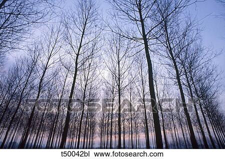 Trees View Large Photo Image Stock Image - Trees. Fotosearch