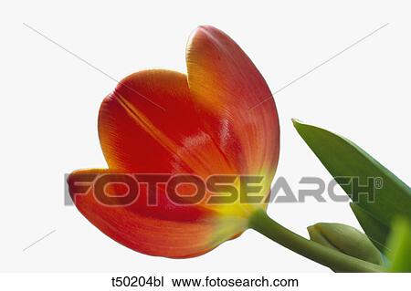 Tulip View Large Photo Image Stock Image - Tulip. Fotosearch