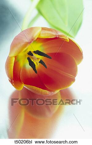 Tulip View Large Photo Image Stock Image - Tulip. Fotosearch