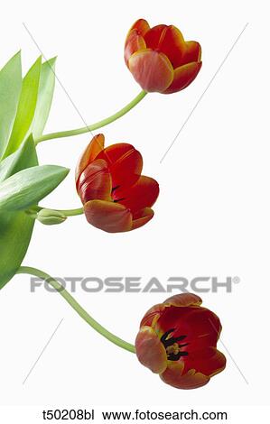 Tulip View Large Photo Image Stock Image - Tulip. Fotosearch