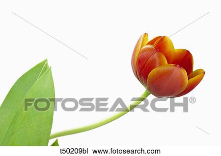 Tulip View Large Photo Image Stock Image - Tulip. Fotosearch