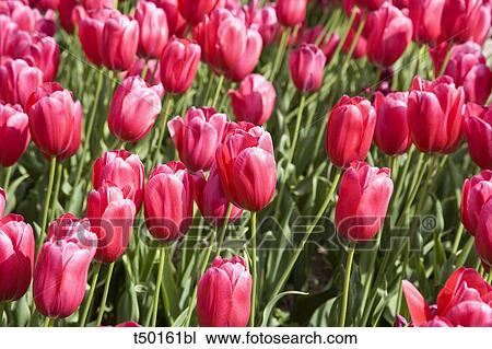 Stock Image - Tulips. Fotosearch