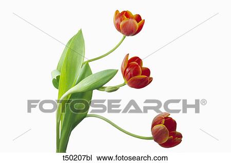 Tulips View Large Photo Image Stock Image - Tulips. Fotosearch