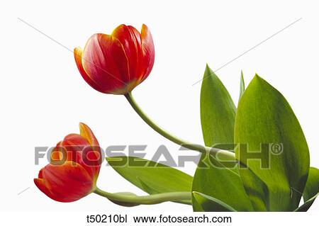 Tulips View Large Photo Image Stock Image - Tulips. Fotosearch