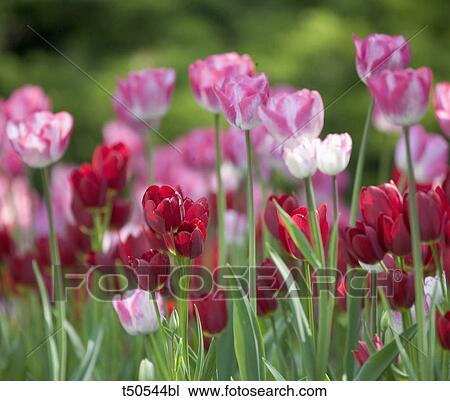 Tulips View Large Photo Image Stock Image - Tulips. Fotosearch