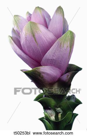 Turmeric plant (Curcuma longa ) View Large Photo Image Stock Image - Turmeric plant (Curcuma longa ). Fotosearch