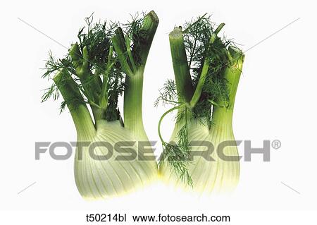 Two Fennels View Large Photo Image Stock Image - Two Fennels. Fotosearch