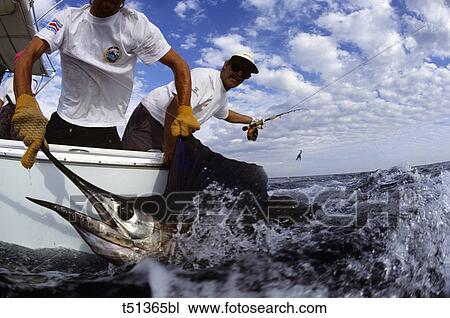 USA, Florida, Keys, fishermen catching a blue marlin View Large Photo Image Stock Image - USA, Florida, Keys, fishermen catching a blue marlin. Fotosearch