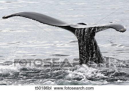 USA, Massachusetts, Cape Ann, whale in Atlantic Ocean View Large Photo Image Stock Image - USA, Massachusetts, Cape Ann, whale in Atlantic Ocean. Fotosearch