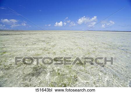 Vast shallow saltwater flats on the island of Abaco, Bahamas. View Large Photo Image Stock Image - Vast shallow saltwater flats on the island of Abaco, Bahamas.. Fotosearch