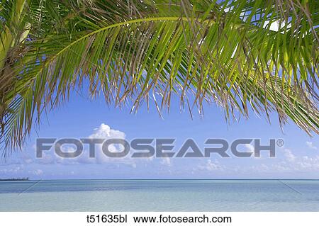 View toward horizon from below palm fronds on Abaco, Bahamas View Large Photo Image Stock Image - View toward horizon from below palm fronds on Abaco, Bahamas. Fotosearch