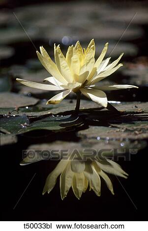 Stock Image - Water Lilly. Fotosearch