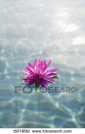 Water lily View Large Photo Image Stock Image - Water lily. Fotosearch