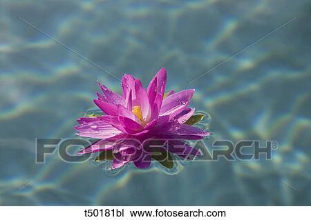 Water lily View Large Photo Image Stock Image - Water lily. Fotosearch