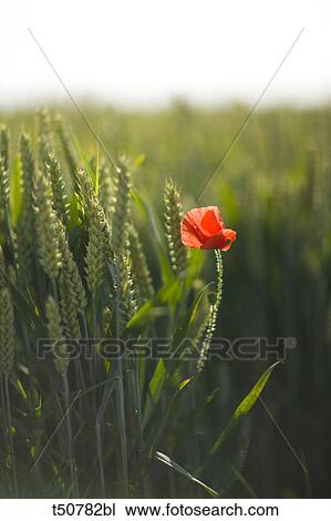 Wheat field and poppyNormandy, France View Large Photo Image Stock Image - Wheat field and poppyNormandy, France. Fotosearch