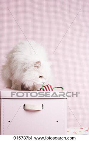 white cat sitting on pink box playing with toy mouse View Large Photo Image Stock Image - white cat sitting on pink box playing with toy mouse. Fotosearch