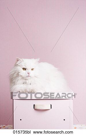 white cat sitting on pink box View Large Photo Image Stock Image - white cat sitting on pink box. Fotosearch