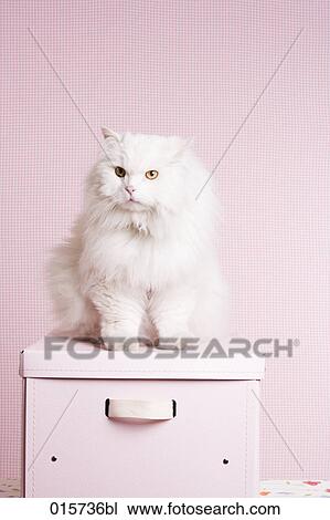 white cat sitting on pink box View Large Photo Image Stock Image - white cat sitting on pink box. Fotosearch