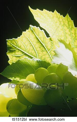 Stock Image - White grapes. Fotosearch