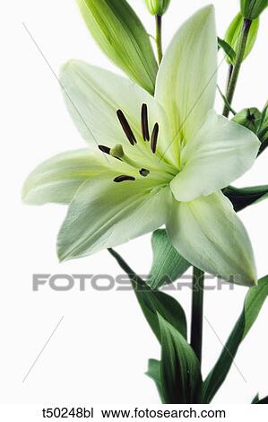 White lily View Large Photo Image Stock Image - White lily. Fotosearch