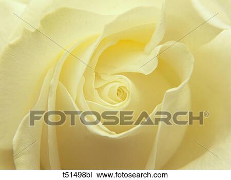White rose View Large Photo Image Stock Image - White rose. Fotosearch