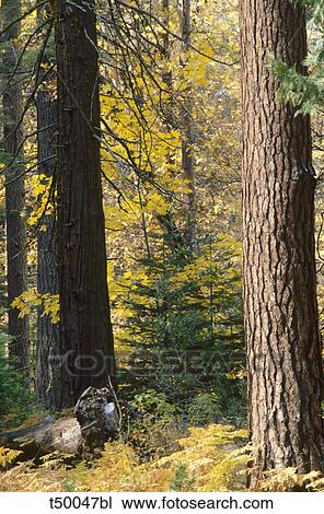 Woods in autumn View Large Photo Image Stock Image - Woods in autumn. Fotosearch
