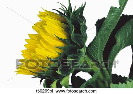 Yellow flower View Large Photo Image Stock Image - Yellow flower. Fotosearch